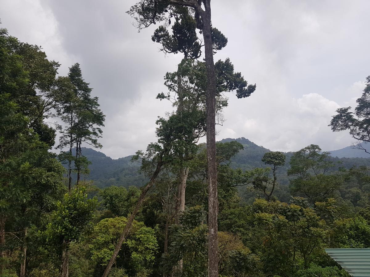 Dew Drops Farm Resorts Munnar Kültér fotó